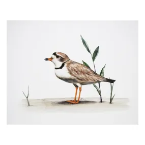 Piping Plover Print