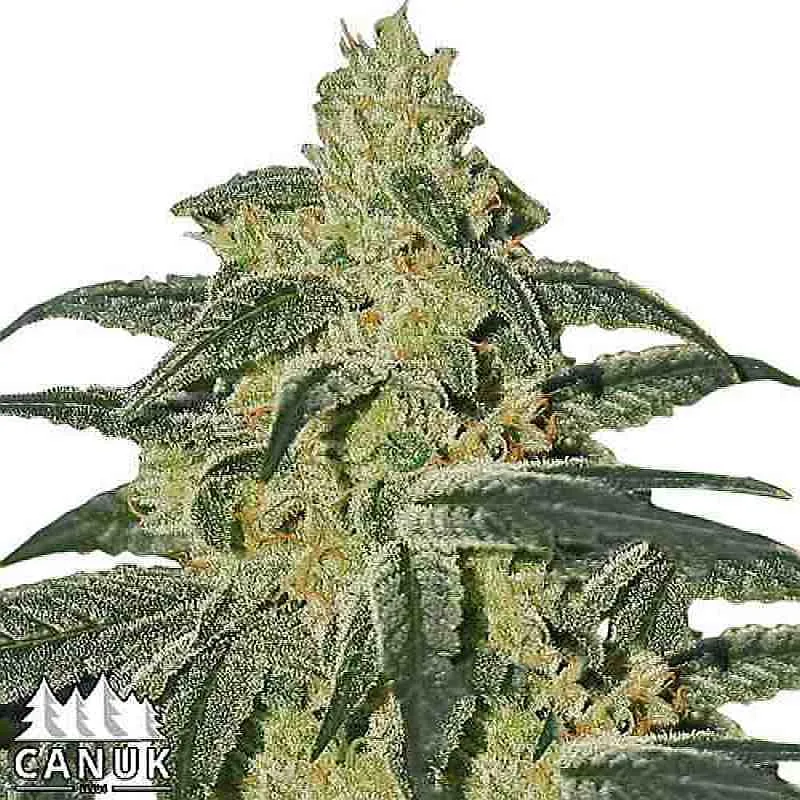 SEE017: Afghan Hash Plant Regular Seeds (Canuk Seeds) - ELITE STRAIN 10 X Regular seeds